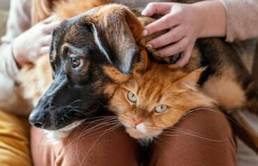 Un chien et un chat comme animaux de compagnie