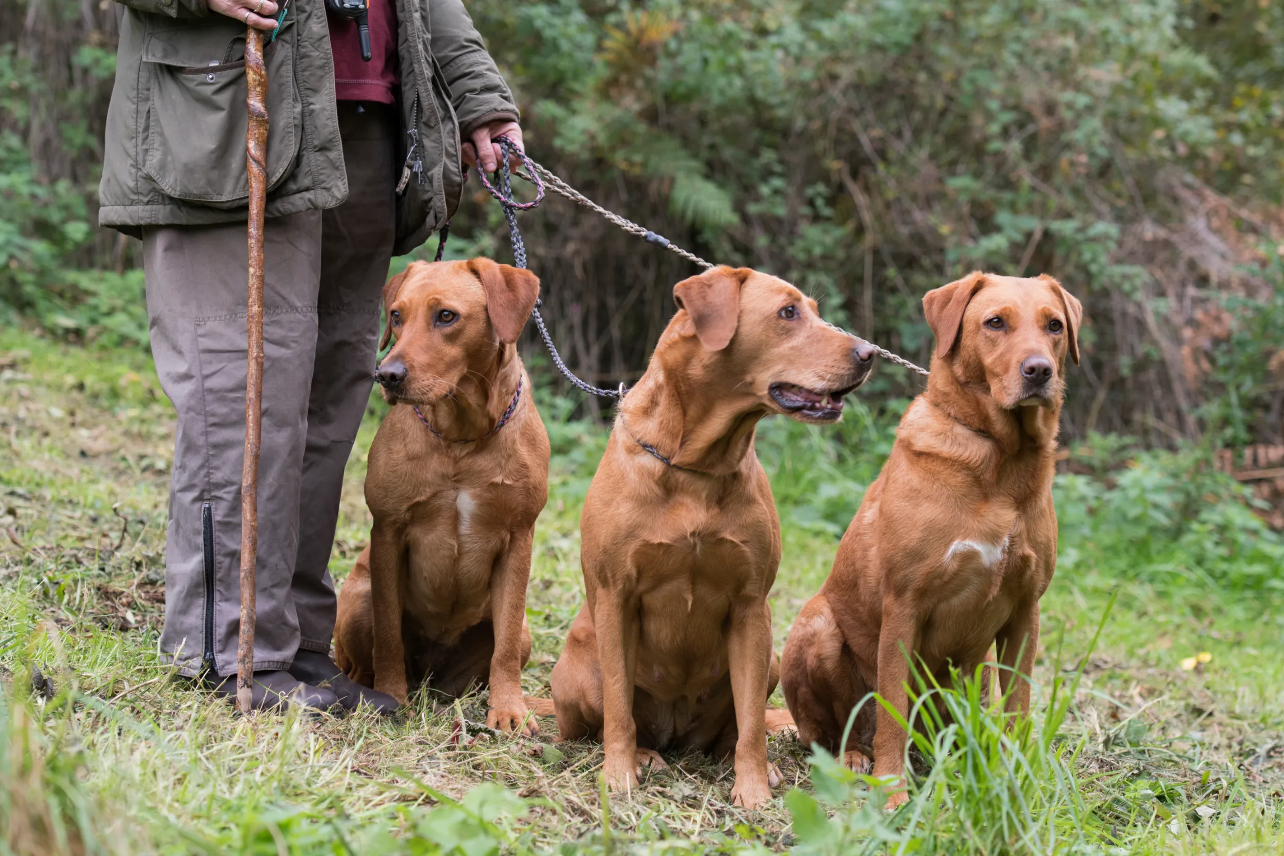 des chiens de garde en laisse